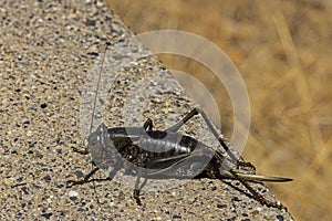 Mormon Cricket