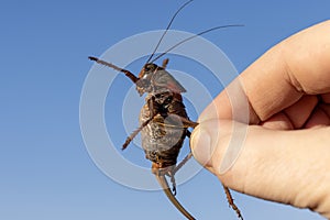 Mormon cricket human hand for scale. Close up macro view against the sky