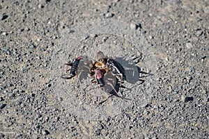 Mormon Crickets feeding Owyhee Canyonlands Wilderness Idaho horizontal