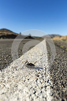 Mormon crickets on the road during migration in the desert