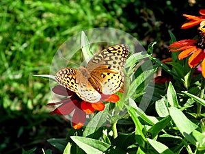 Mormon Fritillary