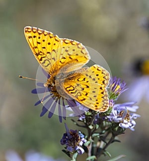 The Mormon fritillary butterfly.