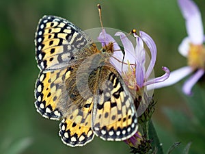 Mormon Fritillary Butterfly on Aster