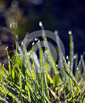 Mornig dew on a grass blades just after sunrise photo