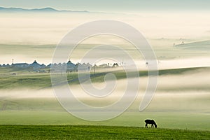 The morning air and horse on the green pasture