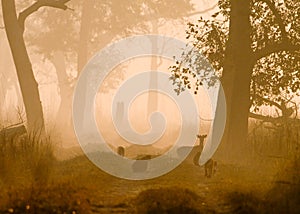 Morning atmosphere in Bardia National Park, Nepal