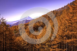 morning atmosphere of Mount Fuji and the trees turns yellow in autumn in Japan