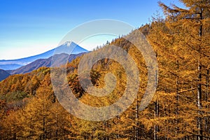 The morning atmosphere of Mount Fuji and the trees turns yellow in autumn