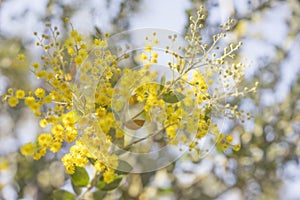 Morning in Australia with golden wattle