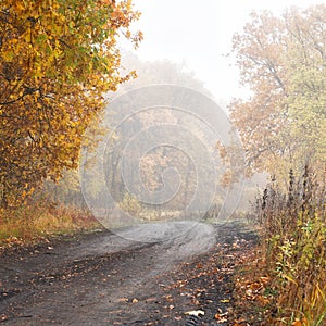 Morning autumn fog over a dry beautiful yellow-orange forest and forest path