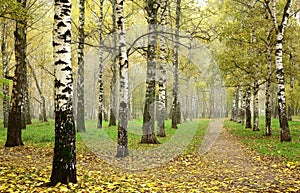 Morning autumn mist in october birch grove at crossing paths