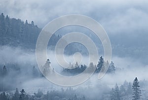 Morning autumn scene with fog crawling in forest, coniferous woodland, Slovakia, Europe