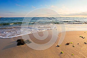 morning on the beach. seaweed on the sand