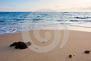 morning on the beach. seaweed on the sand