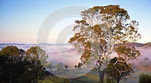 Morning in Bega Australia