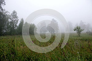 Morning in birch forest