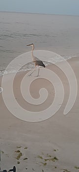 Morning bird look for food