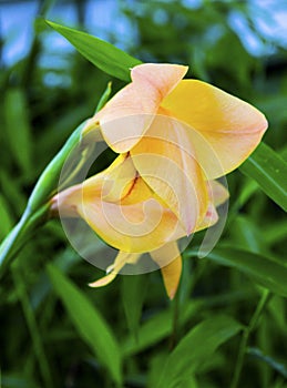 Morning Bloom of Peach Colored Lily