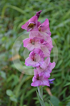 Morning Bloom of Pink Iris