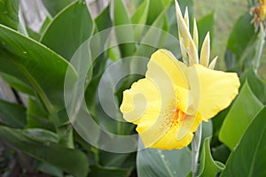 Morning Bloom of Yellow Lily