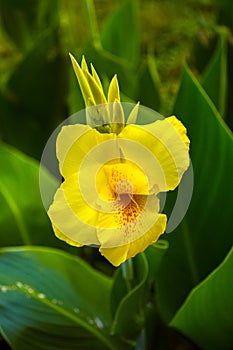 Morning Bloom of Yellow Lily