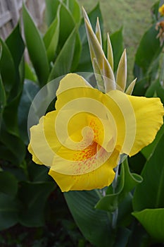 Morning Bloom of Yellow Lily