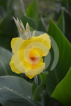 Morning Bloom of Yellow Lily