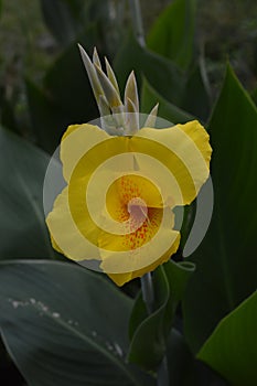 Morning Bloom of Yellow Lily