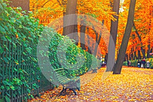 Morning blur in autumn park. Orange red green leaves. Yellow forest tree on background. Fall season nature scene beauty