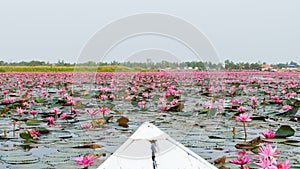 Morning boat ride on Red Lotus Lake Talay Bua Daeng, Kumphawapi, Udon Thani, Thailand