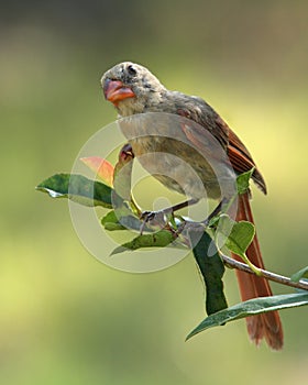 Morning Cardinal