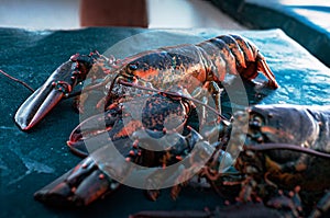 The morning catch - Gloucester lobster