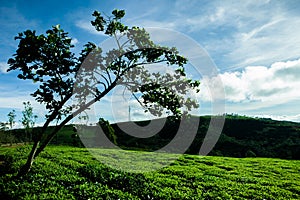 The morning at Cau Dat tea farm at Da lat, Vietnam photo