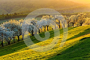 Morning cherry orchard in a small village in Slovakia