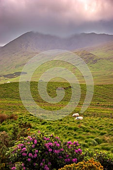 Morning in Connemara