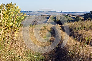 Morning in the countryside, field path