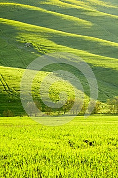 Morning on countryside, San Quirico dÂ´Orcia, Tuscany, Italy