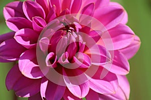 Morning Dahlia blooms  8