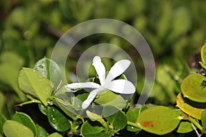 Morning white flower and dew drop on green leaves.. photo