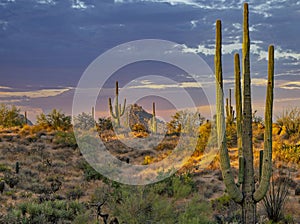 Morning Desert Scene With Saguaro Cactus In Arizona