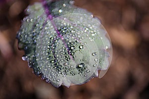 Morning dew