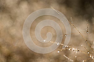 Morning dew on autumn grass