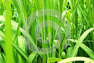 Morning dew on bamboo