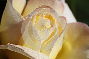Morning Dew Bejeweled Peace Rose