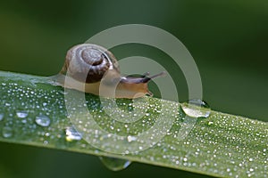 Morning dew on a blade of grass, on which a snail crawls.