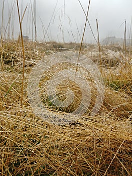 Morning dew at BÃ®lea Waterfall