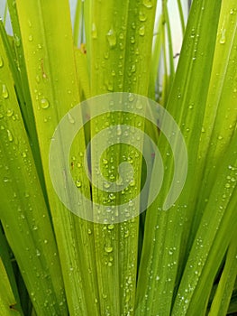 Morning dew captured on the greeny leaves