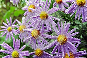 Morning dew on chrysanthemums