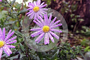 Morning dew on chrysanthemums