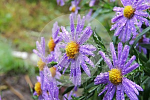 Morning dew on chrysanthemums